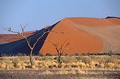 Namibia - Namib Naukluft park - Acacias and red dunes - Sossusvlei