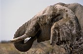 Namibia - Etosha national park - African Bush Elephant - Male (Loxodonta africana)