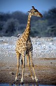 Namibia - Etosha national park - Giraffe (Giraffa camelopardalis) at a waterhole