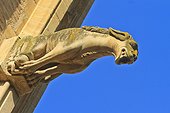 France, Toulouse, gargoyle, lion representation, Saint Etienne Church,