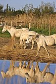 France, Camargue, two white horses, marsh, scenery
