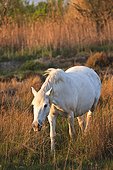 France, Camargue, single white horse, graze, marsh