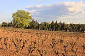 France, Provence, Les Alpilles, vineyard, landscape