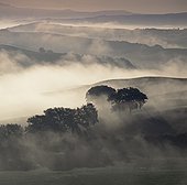 Rural landscape cloaked in fog