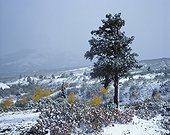 Tree growing in snowy rural landscape