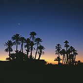 Silhouette of palm trees against sunset sky