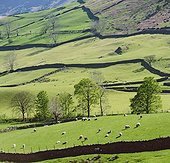 Sheep grazing on rural hillside