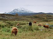 Highland cattle grazing in rural fields