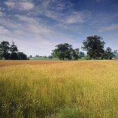 Wheatfield in rural landscape