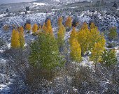 Autumn trees growing in snowy landscape