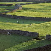 Sheep grazing in rural pastures
