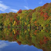 Autumn trees reflected in still lake