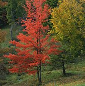 Red autumn tree in rural forest