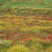 Field of flowers in rural landscape