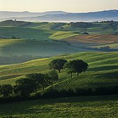 Rolling hills in rural landscape