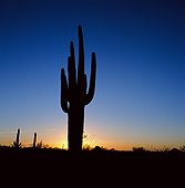 Silhouette of cactus plant in desert landscape