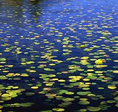 Lily pads floating in still lake