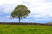 Ireland, landscape of Kinvara