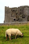 Ireland, county Tipperary, Rock of Cashel
