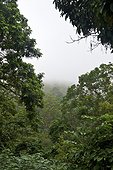 Thailand, Chiang Mai, wat phrathat doi suthep, old-growth forest