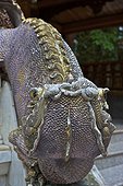 Thailand, Chiang Mai, wat phrathat doi suthep, fantastical animal