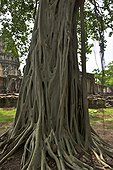 Thailande, région de l'Isan, Phimai, ruine de temple khmer, banyan