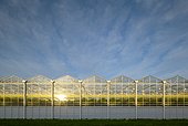 Greenhouses in the Netherlands, at sunrise