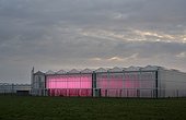 Greenhouse with experimental LED lighting, early in the morning