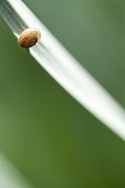 Snail on edge of leaf