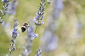 Bumblebee flying among lavender flowers