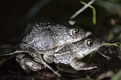 Toads mating