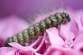 Caterpillar on hydrangea flower