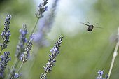 Sphingidae flying among flowers