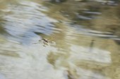 Water strider on water's surface