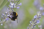 Bumblebee perching on lavender flowers