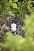 Eggs in bird nest