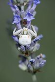White crab spider on lavender flowers