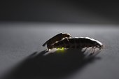 Male firefly and wingless female firefly mating