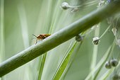 Insect on plant stem