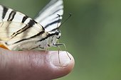 Zebra swallowtail butterfly perching on person's finger, cropped