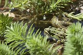 Green frog in pond