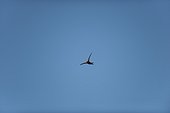 Bird flying in blue sky