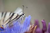 Zebra swallowtail butterfly flying over artichoke flower