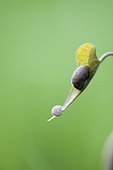 Snail on edge of flower
