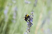 Bumblebee on lavender flowers