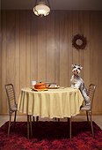 Miniature schnauzer standing on chair at table