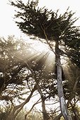 Sun shining through trees, Point Lobos, Sutro Baths, Lands End Trail, San Francisco,  California, USA