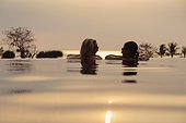 Rear head and shoulder view of two women chatting in rural infinity pool at sunset, Kep, Cambodia