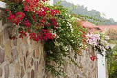 Wall with colorful flowers, Kep, Cambodia