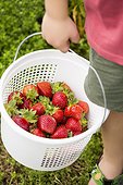 Young boy holding basket  of strawberries, low section, close-up